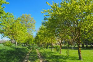 allée d'arbres / Alley of trees