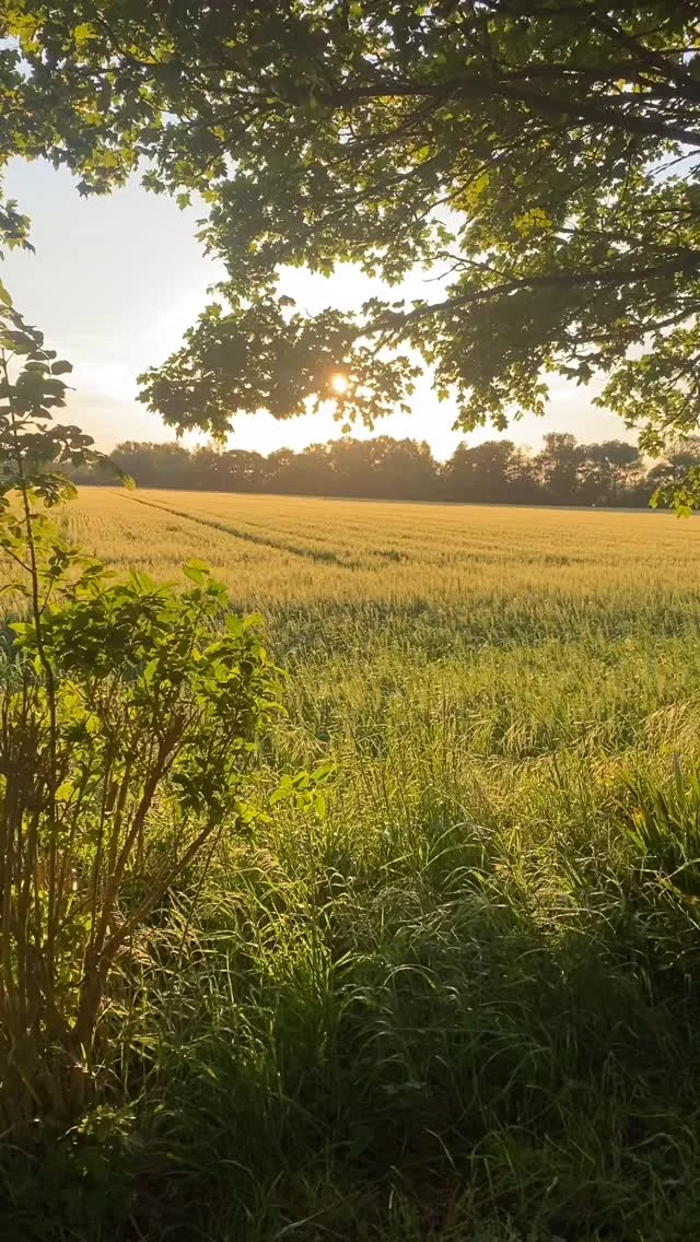 Sunset over the fields- May 2025 #mariagechampetrechic #countrychic #southoffranceweddingvenue #weddingsinfrance #aude #languedoc